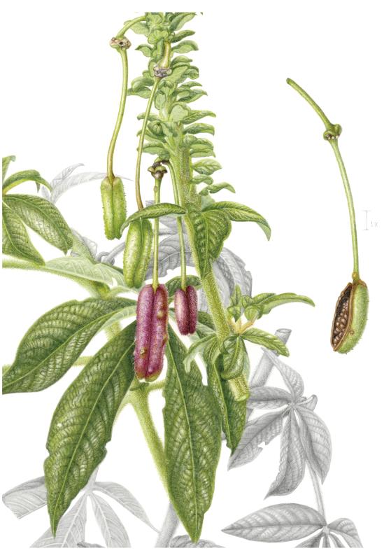 Cleome anomala Kunth.